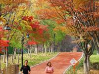 秋天的N种颜色丨奥林匹克公园实拍：留住秋天