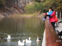 家门口的“天然氧吧” 实拍植物园初冬之美