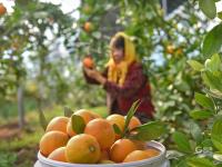 “宝藏水果”扎堆熟！胶州铺集镇“一村一品”采摘镜头来了