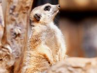 萌得一脸！野生动物世界实拍：细尾獴扎堆晒太阳