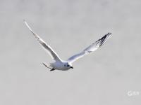 青头潜鸭、大天鹅、黑嘴鸥……白沙河湿地：水鸟天堂