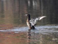 青头潜鸭、大天鹅、黑嘴鸥……白沙河湿地：水鸟天堂