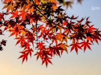 宝藏级赏秋打卡点 航拍唐岛湾湿地撩人景色