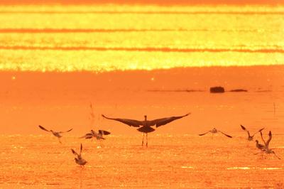 青头潜鸭、大天鹅、黑嘴鸥……白沙河湿地：水鸟天堂