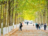 “赏秋秘境”！太平角公园有条“梧桐隧道”