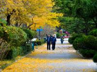 中山公园初冬“彩妆”：每一眼都惊艳