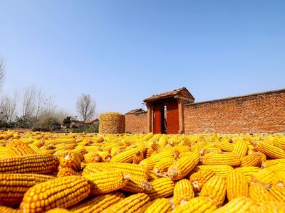 “晒秋”你见过么？宝山镇这个村美得不像话，像画