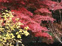 家门口的“天然氧吧” 实拍植物园初冬之美