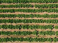 致富“薯”光！北小峨村的地瓜丰收啦|兴农记⑦