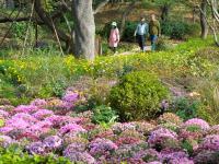 藏不住了，中山公园的花溪谷美成“世外桃源”