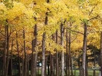 秋天的N种颜色丨赏“油画级”秋景？你可以永远相信百花苑