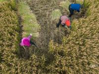 致富新“稻”路！青岛这里的水稻丰收啦