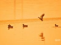 青头潜鸭、大天鹅、黑嘴鸥……白沙河湿地：水鸟天堂