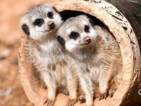 萌得一脸！野生动物世界实拍：细尾獴扎堆晒太阳