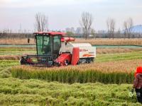 致富新“稻”路！青岛这里的水稻丰收啦