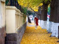 错过等一年，超美落叶季即将下线