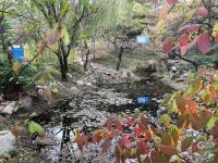 秋天的N种颜色丨赏“油画级”秋景？你可以永远相信百花苑