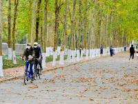 “赏秋秘境”！太平角公园有条“梧桐隧道”