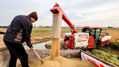 致富新“稻”路！青岛这里的水稻丰收啦