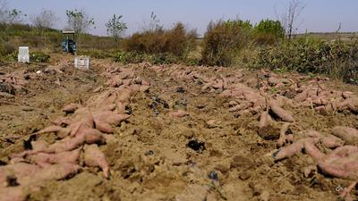 致富“薯”光！北小峨村的地瓜丰收啦|兴农记⑦