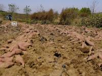 致富“薯”光！北小峨村的地瓜丰收啦|兴农记⑦