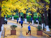 错过等一年，超美落叶季即将下线