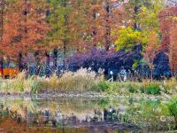 中山公园初冬“彩妆”：每一眼都惊艳