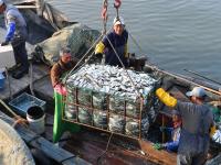 肥美、新鲜！胶州湾海捕青鳞鱼上岸啦