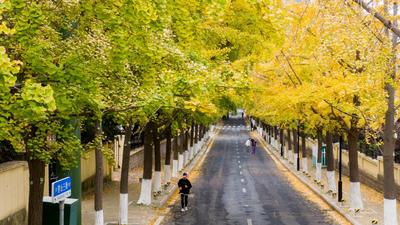 银杏美图！湛山三路的“黄金隧道”上线了