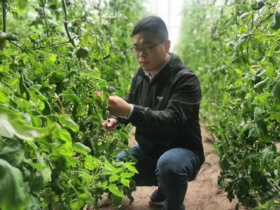 不毛之地变良田 盐碱地上种出高端西红柿