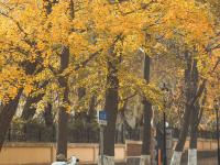 湛山三路美图：天然滤镜，满街摇曳银杏叶