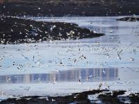 又是一年赏鸥季！十余万只海鸟云集青岛海滨湿地