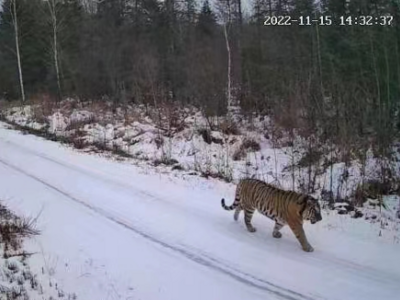 猛虎又下山！野生东北虎现身小兴安岭