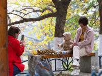 家门口的“天然氧吧” 实拍植物园初冬之美