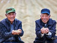 致富新“稻”路！青岛这里的水稻丰收啦