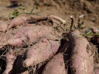 致富“薯”光！北小峨村的地瓜丰收啦|兴农记⑦