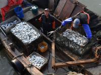 肥美、新鲜！胶州湾海捕青鳞鱼上岸啦