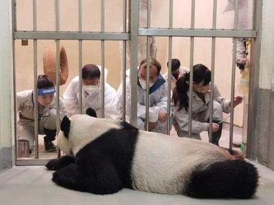 “可爱的‘团团’，你要加油！”——两岸同胞期盼大陆赠台大熊猫早日康复