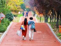 秋天的N种颜色丨奥林匹克公园实拍：留住秋天