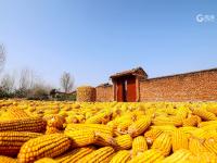 “晒秋”你见过么？宝山镇这个村美得不像话，像画