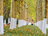 “赏秋秘境”！太平角公园有条“梧桐隧道”