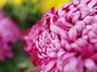 家门口的“天然氧吧” 实拍植物园初冬之美