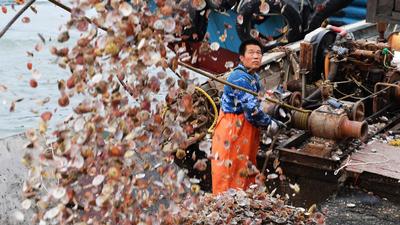 “海上粮仓”播种季！实拍渔港码头繁忙景象
