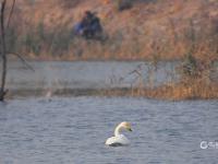 青头潜鸭、大天鹅、黑嘴鸥……白沙河湿地：水鸟天堂