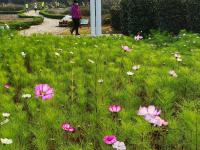 实拍中山公园花溪谷：昔日大深沟变身“花园+氧吧”