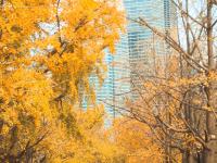 湛山三路美图：天然滤镜，满街摇曳银杏叶