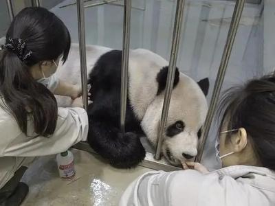 两岸专家达成共识：对赠台大熊猫“团团”舒缓治疗为主