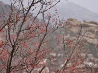 有一种壮美的冬日，叫做巨峰飘雪