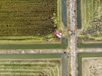 致富新“稻”路！青岛这里的水稻丰收啦