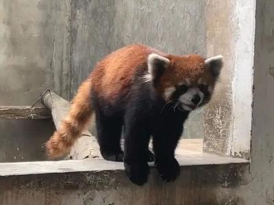 每只叫卖35万，四川一猎捕收售小熊猫团伙落网